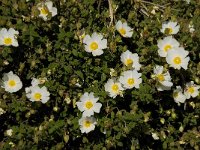 Cistus salvifolius 15, Saxifraga-Willem van Kruijsbergen