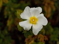 Cistus salvifolius 16, Saxifraga-Jan van der Straaten