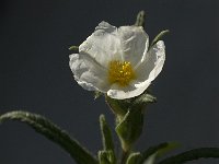 Cistus salvifolius 17, Saxifraga-Jan van der Straaten