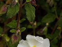 Cistus salvifolius 18, Saxifraga-Jan van der Straaten