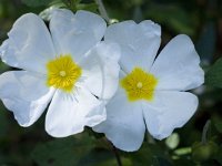 Cistus salvifolius 19, Saxifraga-Willem van Kruijsbergen