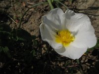 Cistus salvifolius 2, Saxifraga-Rutger Barendse