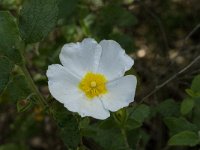 Cistus salvifolius 20, Saxifraga-Willem van Kruijsbergen