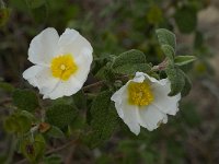 Cistus salvifolius 21, Saxifraga-Willem van Kruijsbergen