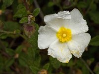 Cistus salvifolius 22, Saxifraga-Willem van Kruijsbergen