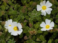 Cistus salvifolius 23, Saxifraga-Willem van Kruijsbergen