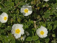 Cistus salvifolius 24, Saxifraga-Jan van der Straaten