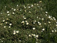 Cistus salvifolius 25, Saxifraga-Willem van Kruijsbergen