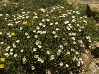 Cistus salvifolius 26, Saxifraga-Jan van der Straaten