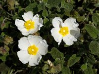 Cistus salvifolius 27, Saxifraga-Willem van Kruijsbergen