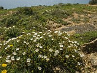 Cistus salvifolius 28, Saxifraga-Jan van der Straaten