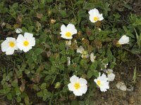 Cistus salvifolius 29, Saxifraga-Willem van Kruijsbergen