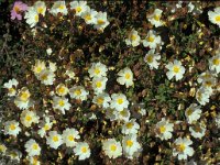 Cistus salvifolius 3, Saxifraga-Piet Zomerdijk