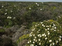 Cistus salvifolius 30, Saxifraga-Jan van der Straaten