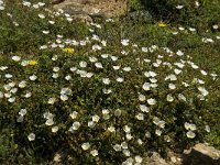 Cistus salvifolius 31, Saxifraga-Willem van Kruijsbergen