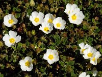 Cistus salvifolius 33, Saxifraga-Willem van Kruijsbergen