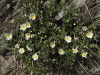 Cistus salvifolius 34, Saxifraga-Willem van Kruijsbergen