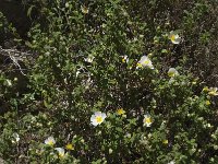 Cistus salvifolius 35, Saxifraga-Willem van Kruijsbergen