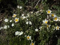 Cistus salvifolius 36, Saxifraga-Willem van Kruijsbergen