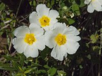 Cistus salvifolius 37, Saxifraga-Willem van Kruijsbergen