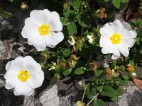 Cistus salvifolius 4, Saxifraga-Rutger Barendse