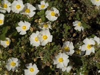 Cistus salvifolius 5, Saxifraga-Jan van der Straaten