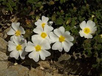 Cistus salvifolius 6, Saxifraga-Jan van der Straaten