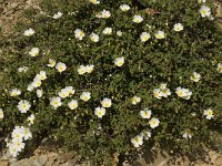 Cistus salvifolius 7, Saxifraga-Jan van der Straaten