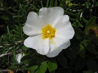 Cistus salvifolius 8, Saxifraga-Kees Laarhoven : voorjaar 2010