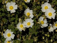 Cistus salvifolius 9, Saxifraga-Willem van Kruijsbergen