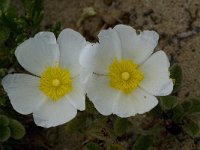 Cistus salviifolius 39, Saxifraga-Willem van Kruijsbergen