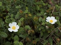 Cistus salviifolius 63, Saxifraga-Willem van Kruijsbergen