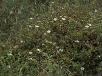 Cistus salviifolius 65, Saxifraga-Willem van Kruijsbergen