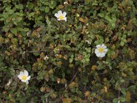 Cistus salviifolius 66, Saxifraga-Willem van Kruijsbergen