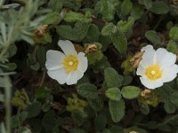 Cistus salviifolius 67, Saxifraga-Willem van Kruijsbergen