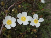 Cistus salviifolius 70, Saxifraga-Willem van Kruijsbergen