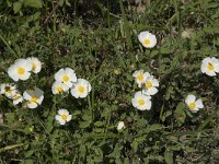 Cistus salviifolius 71, Saxifraga-Willem van Kruijsbergen