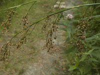 Cladium mariscus 1, Galigaan, Saxifraga-Jan van der Straaten