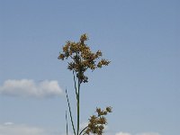 Cladium mariscus 13, Galigaan, Saxifraga-Jan van der Straaten