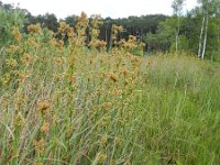 Cladium mariscus 19, Galigaan, Saxifraga-Rutger Barendse