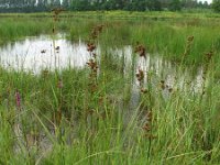 Cladium mariscus 3, Galigaan, Saxifraga-Rutger Barendse