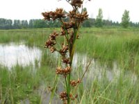 Cladium mariscus 4, Galigaan, Saxifraga-Rutger Barendse