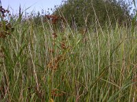 Cladium mariscus 6, Galigaan, Saxifraga-Peter Meininger