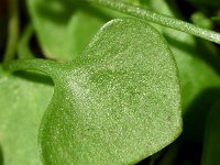 Claytonia perfoliata 16, Winterpostelein, Saxifraga-Sonja Bouwman