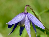 Clematis alpina 29, Saxifraga-Sonja Bouwman  Alpenbosrank - Clematis alpina - Ranunculaceae familie; Val Sinestra (Zw)