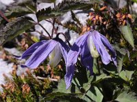 Clematis alpina 32, Saxifraga-Luuk Vermeer