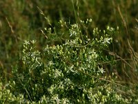 Clematis flammula 2, Scherpe clematis, Saxifraga-Dirk Hilbers