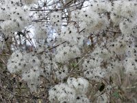 Clematis vitalba 31, Bosrank, Saxifraga-Tom Heijnen