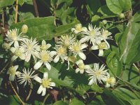 Clematis vitalba 1, Bosrank, Saxifraga-Jan van der Straaten