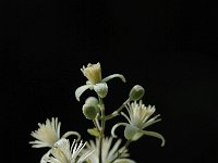 Clematis vitalba 10, Bosrank, Saxifraga-Bas Klaver